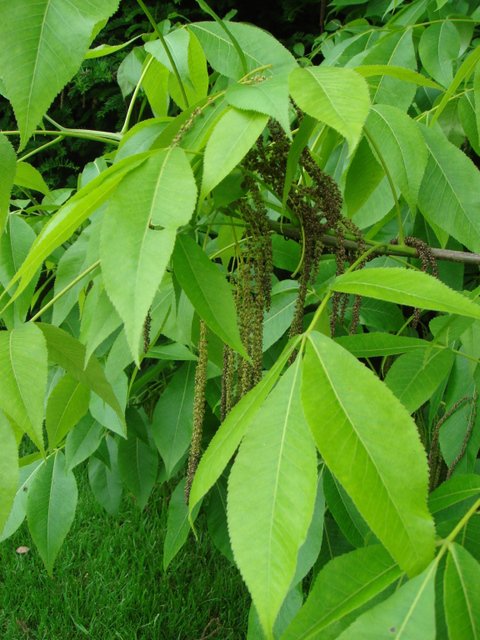Carya ovata feuille